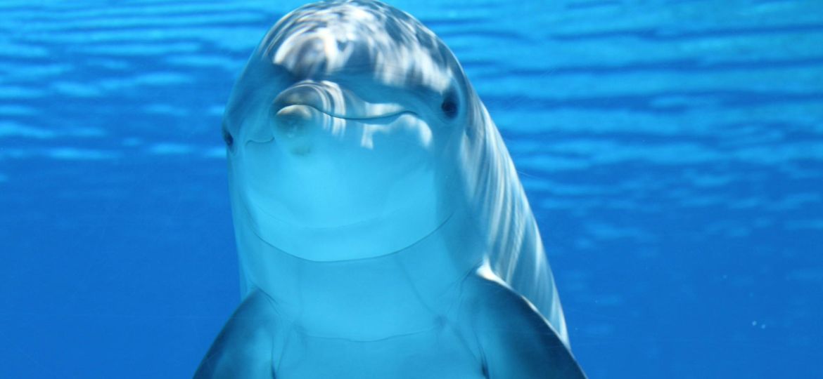 pexels-pixabay-64219